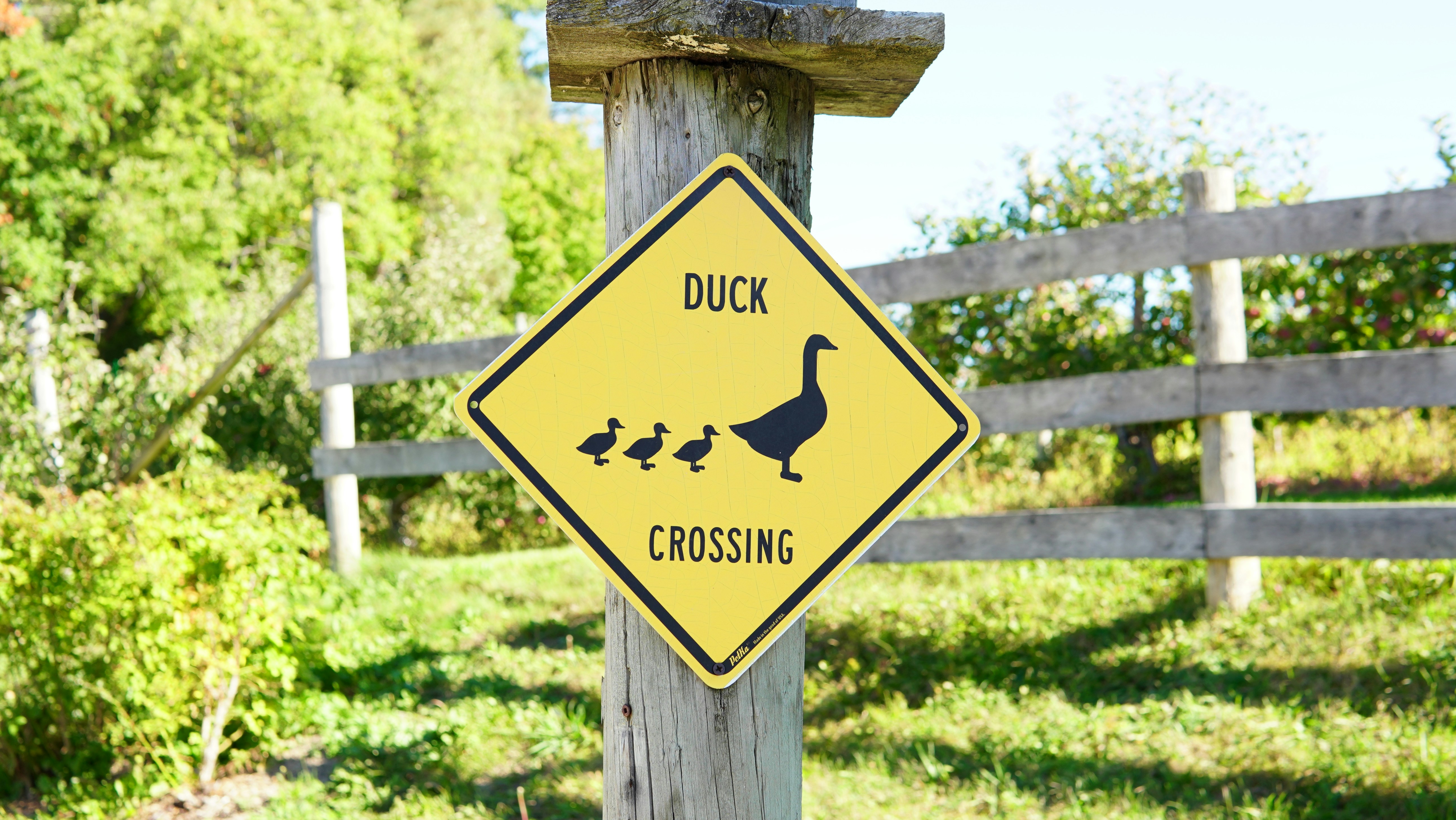 Duck Crossing Sign